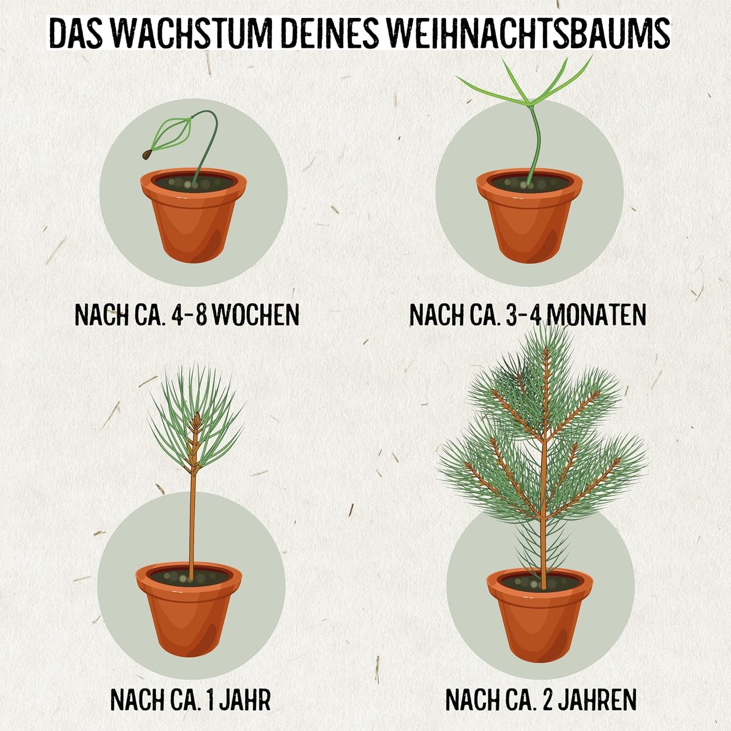 Christmas Tree 2030 - Nordmann Christmas tree seeds for planting a Christmas tree, ideal as a Secret Santa Christmas gift