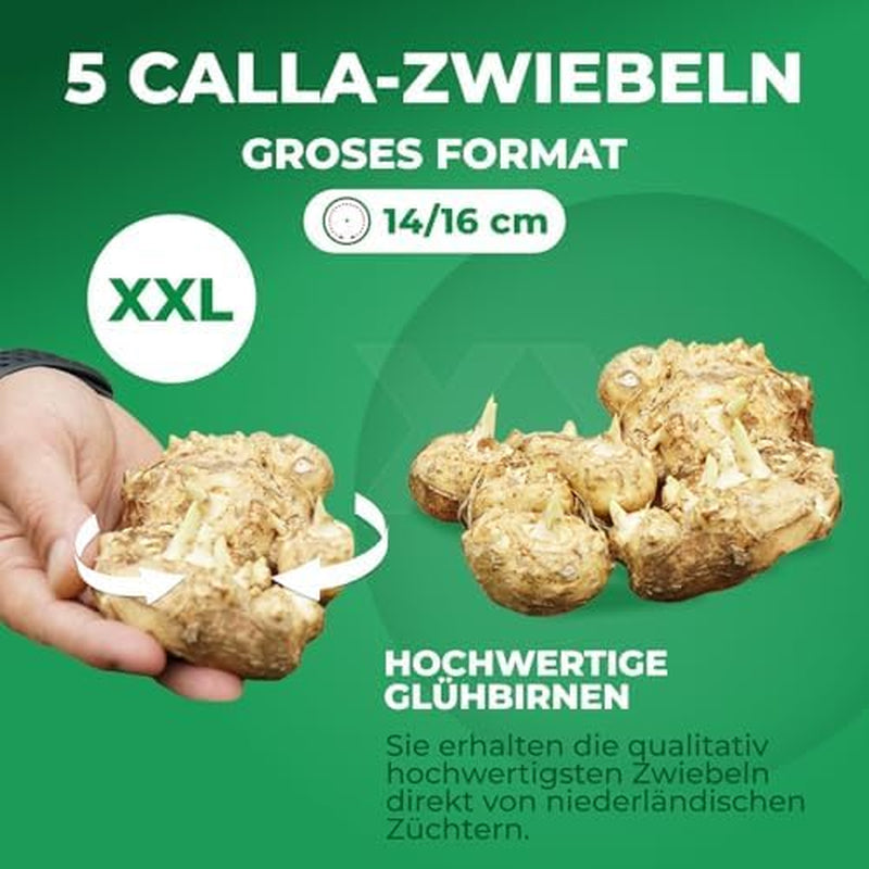 Calla Bulbs Hardy Perennial - Zantedeschia Orange Passion (Orange) - 5 Large Flower Bulbs - Real Holland Plants - For Garden & Pots (Not Seeds, Not Artificial)