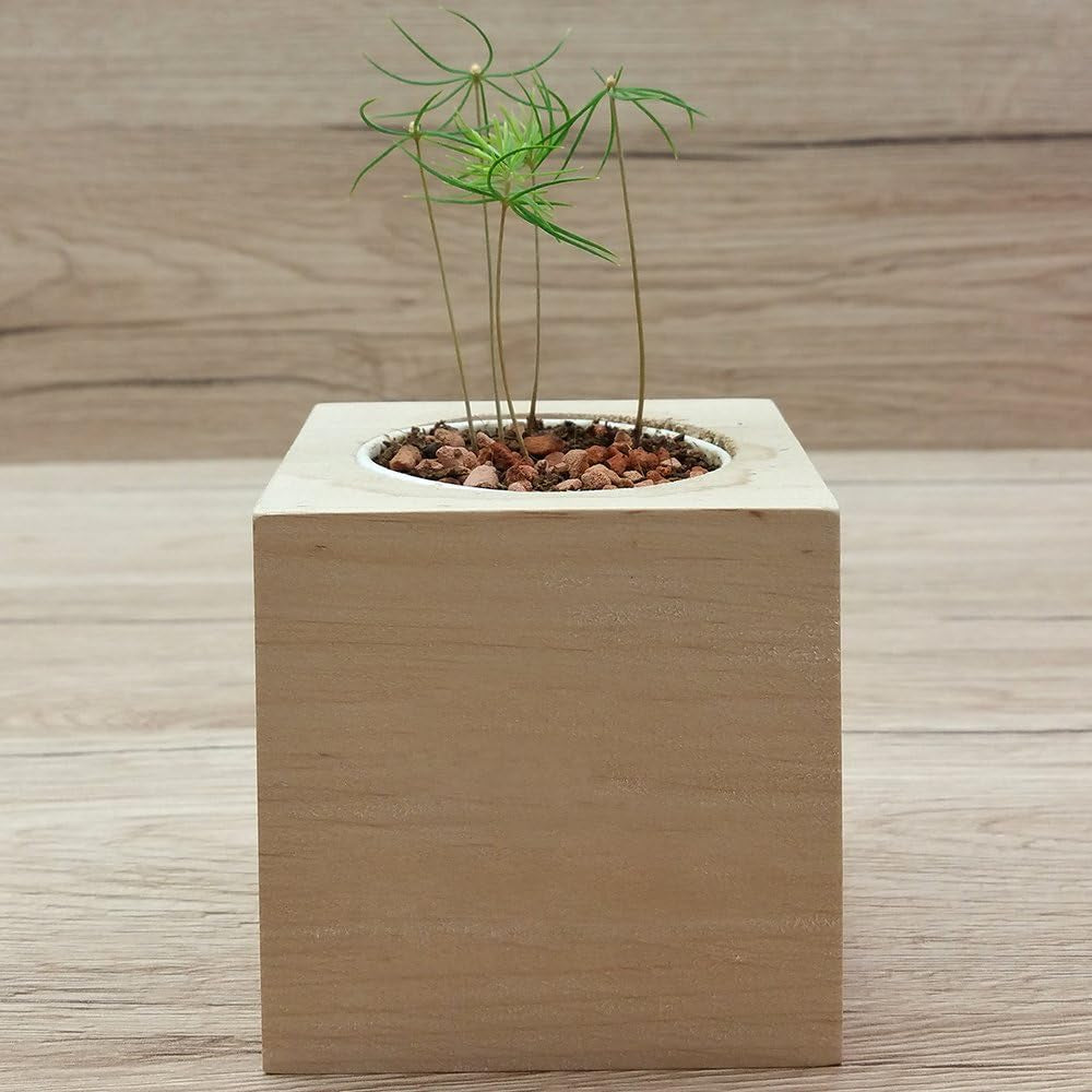 Feel Green Ecocube Weihnachtsbaum/Xmas Tree, Nachhaltige Geschenkidee (100% Eco Friendly), Grow Your Own/Anzuchtset, Pflanzen Im Holzwürfel, Made in Austria