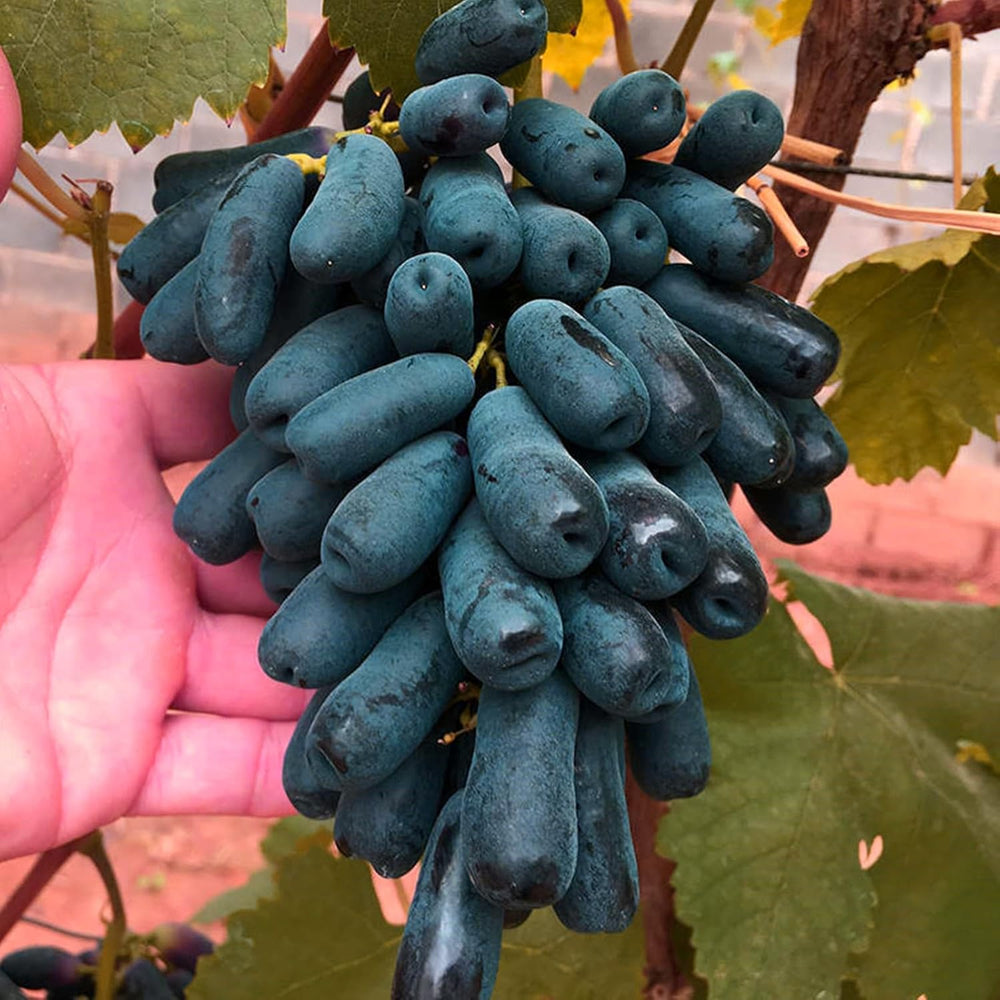 Flower Bulb Mix, Mystery Magic Bulb, Hardy Planting, Winter Hardy Perennial Flower Bulb, Hardy Bulbs - 3 Orchid Bulbs