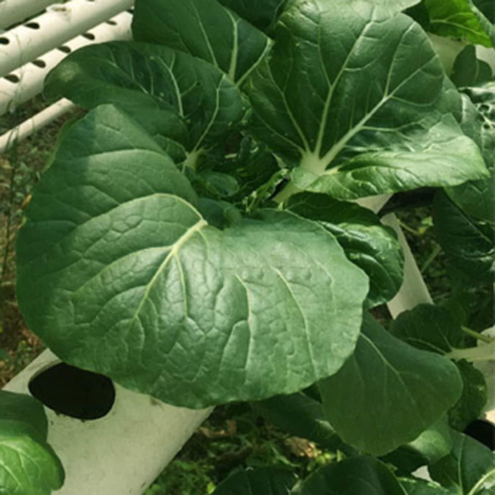 1 Layer Hydroponic Grow Kit with 54 Planters, PVC Soilless Plant Grow Systems with Water Pump, Hydroponic Grow Kits for Growing Vegetables and Fruits on Balconies, Gardens, Patios and Backyards