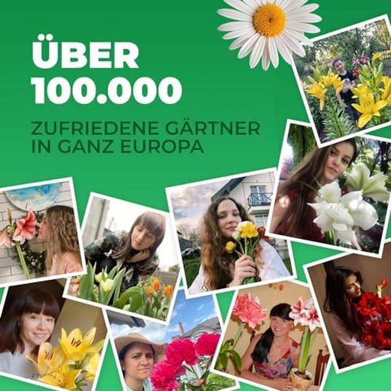 Calla Bulbs Hardy Perennial - Zantedeschia Orange Passion (Orange) - 5 Large Flower Bulbs - Real Holland Plants - For Garden & Pots (Not Seeds, Not Artificial)