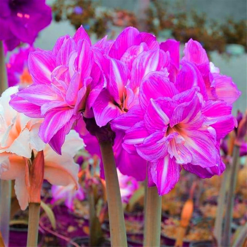 Flower Bulb Mix, Mystery Magic Bulb, Hardy Planting, Winter Hardy Perennial Flower Bulb, Hardy Bulbs - 3 Orchid Bulbs