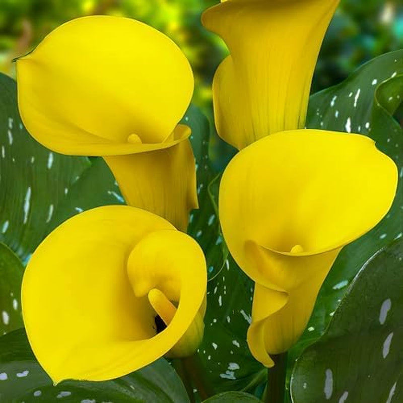 Calla Bulbs Hardy Perennial - Zantedeschia Orange Passion (Orange) - 5 Large Flower Bulbs - Real Holland Plants - For Garden & Pots (Not Seeds, Not Artificial)