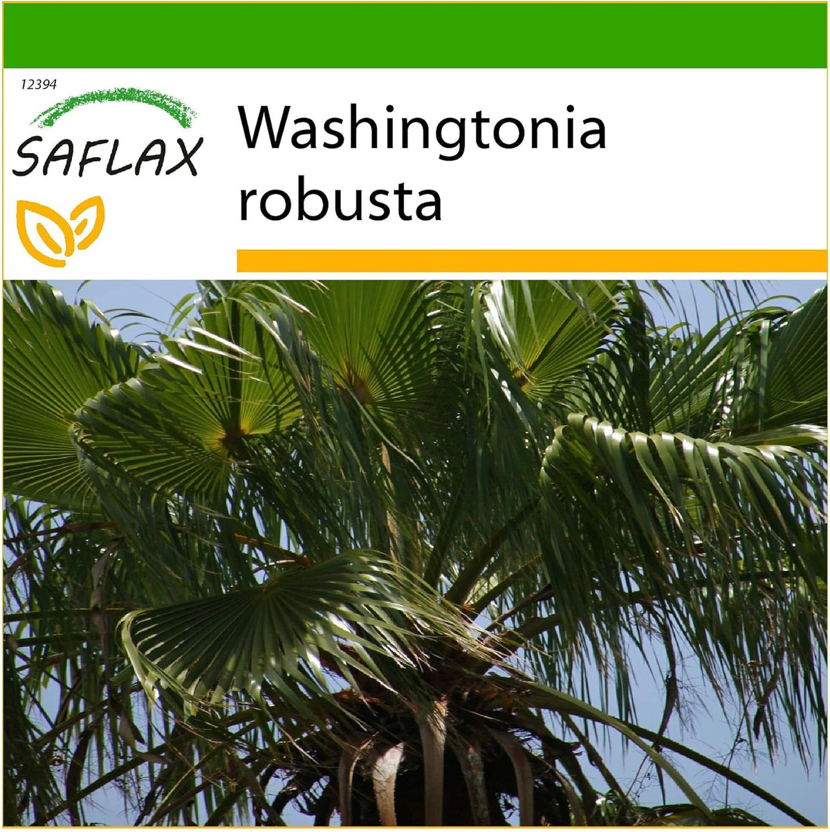 SAFLAX - Washingtonia Fächerpalme - 12 Samen - Mit Keimfreiem Anzuchtsubstrat - Washingtonia Robusta