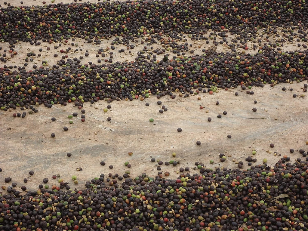 CAFES GUILIS DESDE 1928 AMANTES DEL CAFÉ - Cafea boabe Arabica decofeinizată 1 Kg Cafea Naty Shop