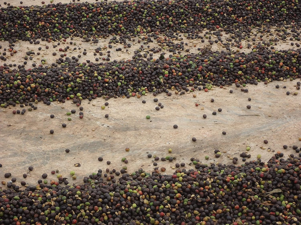 CAFES GUILIS DESDE 1928 AMANTES DEL CAFÉ - Cafea boabe Arabica decofeinizată 1 Kg Cafea Naty Shop