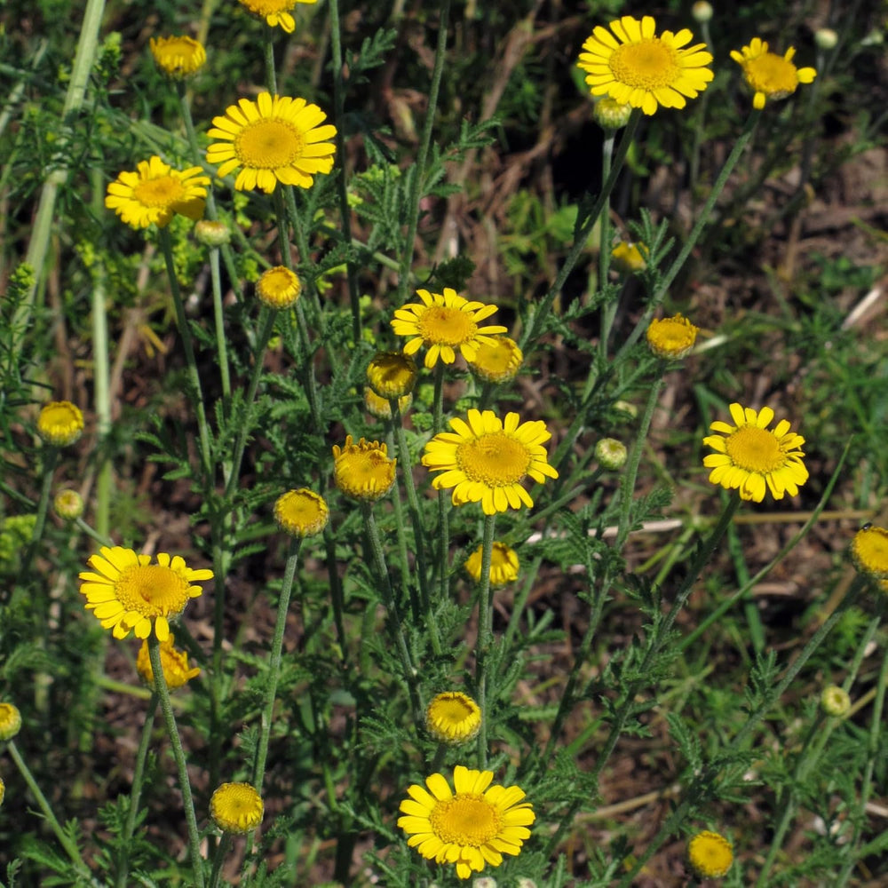 Dye's Chamomile (Anthemis tinctoria) - about 800 seeds of the traditional dye plant and perennial wildflower