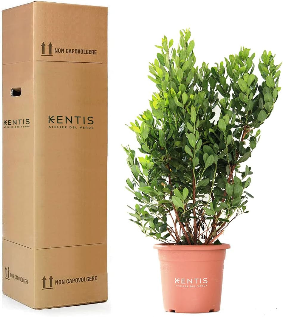 KENTIS - Strawberries (Arbutus unedo) – Hardy plants for the garden – Evergreen, true plant – Height 80-100 cm, pot Ø 24 cm