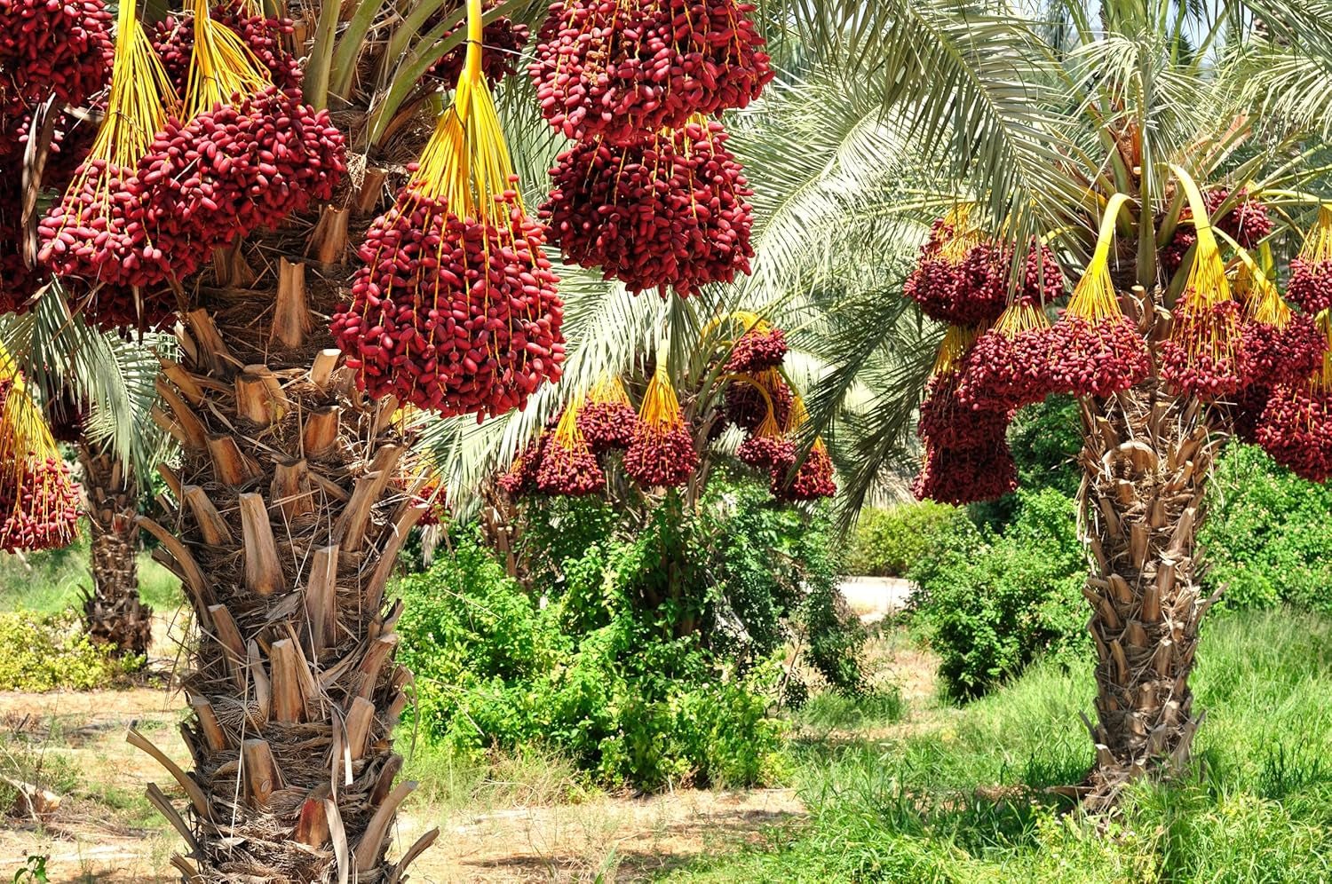 Mundo Feliz Curmale uscate cu sâmburi din agricultura ecologică, 2 x 500 g Produse deshidratate Naty Shop