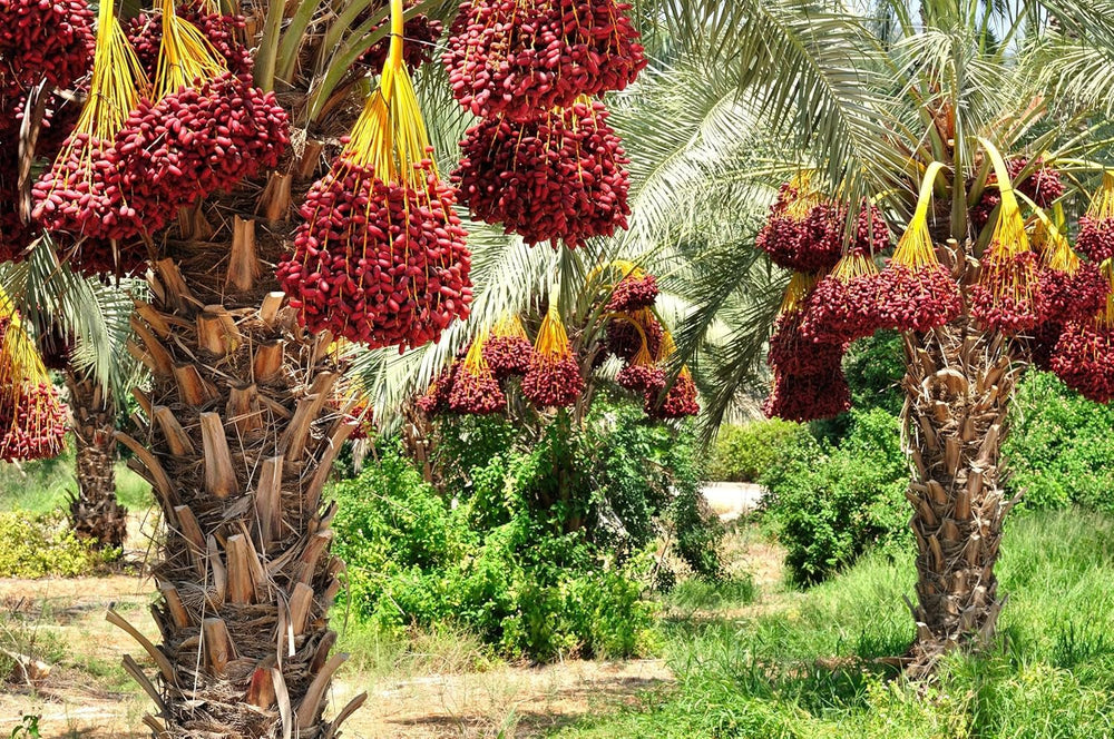 Mundo Feliz Curmale uscate cu sâmburi din agricultura ecologică, 2 x 500 g Produse deshidratate Naty Shop
