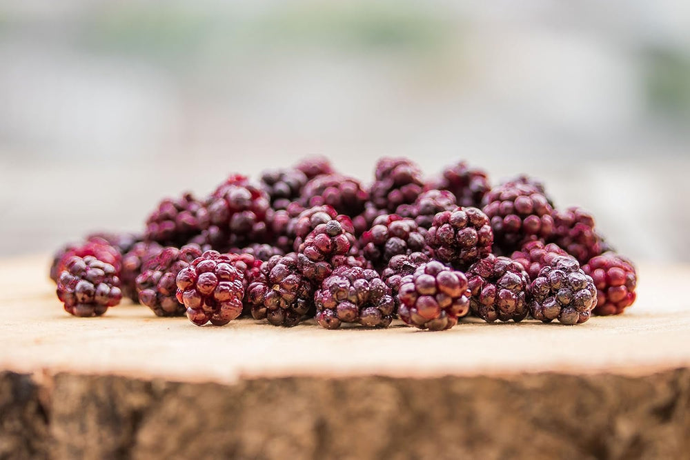 Mure sălbatice BRIX | Mure sălbatice naturale, uscate 95 g | Premiul Great Taste pentru fructe de pădure uscate | Fără OMG, fără gluten, vegan, vitamine reținute Produse deshidratate Naty Shop