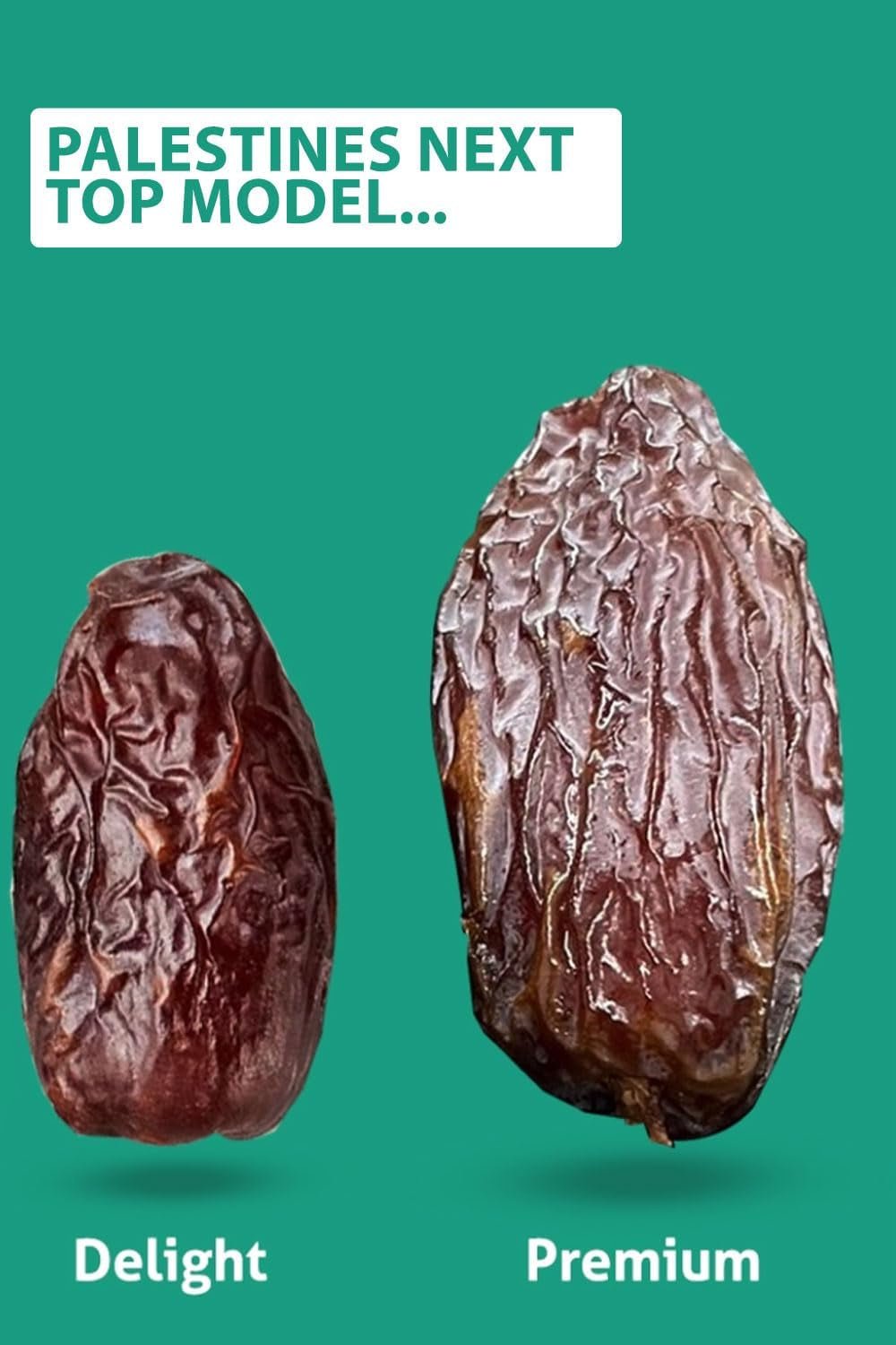 NABALI FAIRKOST FOR ALL Curmale Medjool Medjoul din Palestina - 100% naturale vegan aromate tradiționale proaspete și orientale I fără conservanți 5 kg (1 pachet), Small/Medium Produse deshidratate Naty Shop