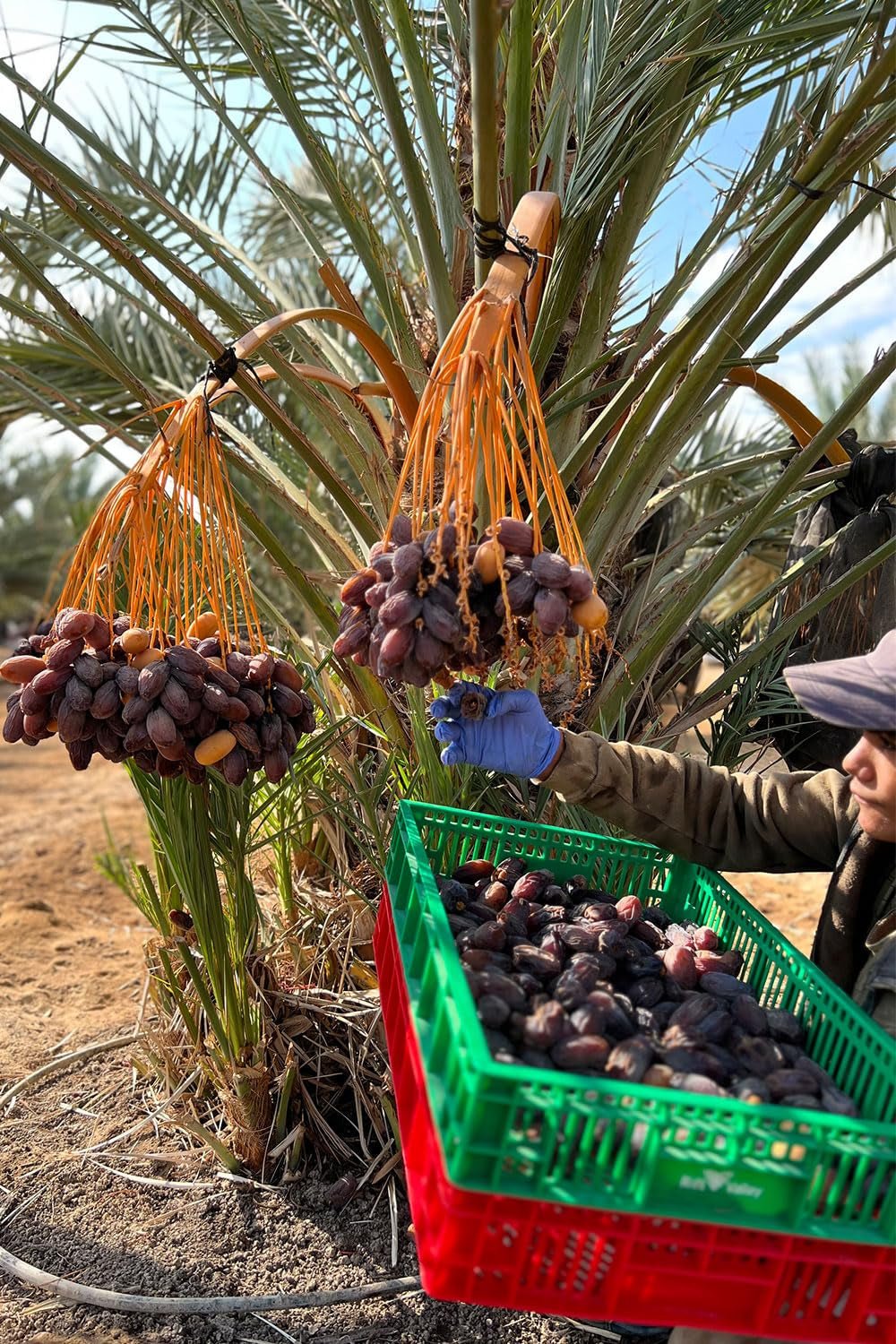 NABALI FAIRKOST FOR ALL Medjoul - Medjool Dates Choice I - 100% natural aromat proaspăt oriental moale I dulce ca mierea și caramelizat I Origine: Palestina I (1x1KG) Produse deshidratate Naty Shop